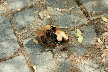 Moldy pomegranate fruit on a stone background. A copy of the space.Rotten Grains Of Pomegranate In The Overripe Fruit