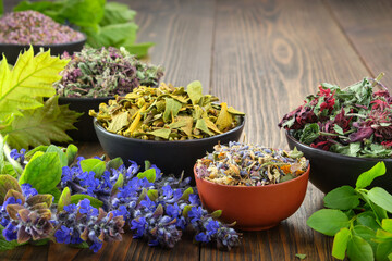 Bowls of dry medicinal herbs - mistletoe, wild marjoram, heather. Calendula flowers, bilberry twigs and bugleherb flowers. Healing herbs assortment. Alternative medicine. Copy space for text.