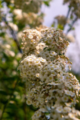 white flowers of a tree
