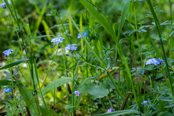 blue flowers in the grass