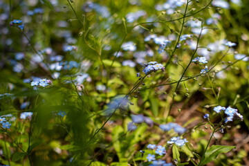 Obraz premium forget me not flowers