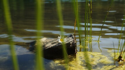 Flower in the pond