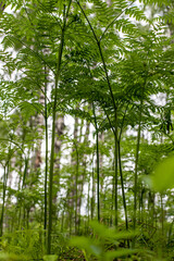 green forest in the morning