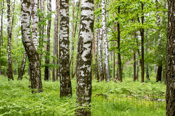 Obraz premium birch grove in the forest