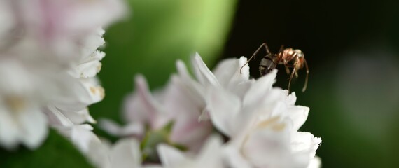 Fourmi sur fleur