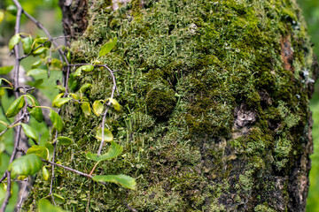 green moss on the tree