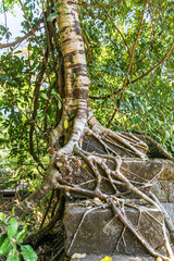 Beng Mealea temple ruins and banyan tree, the Angkor Wat style located east of the main group of temples at Angkor, Siem Reap, Cambodia.