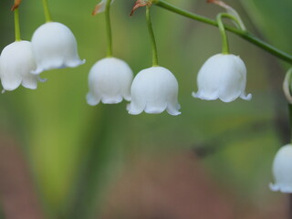 Small white flowers of the Lily of the valley. Spring forest flowers.