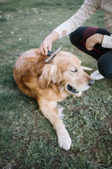 Cropped woman grooming her dog in yard. High angle view of female hand brushing retriever dog with comb outdoor.