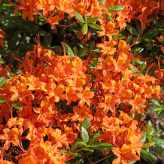 Blühender Rhododendron im Frühling