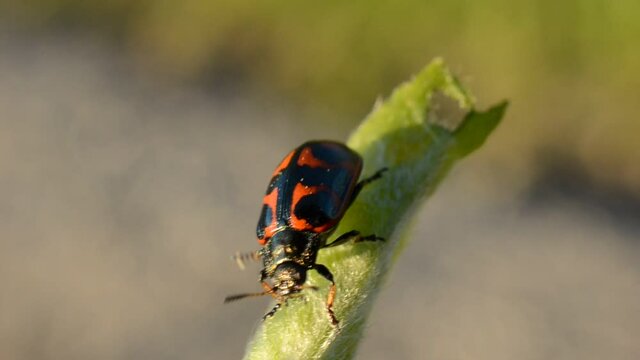 Glischrochilus quadripunctata beetle on tree stem in summer macro video