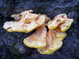 Laetiporus sulphureus, crab of the woods, sulphur polypore, sulphur shelf, chicken of the woods on a tree trunk. It is edible when young.