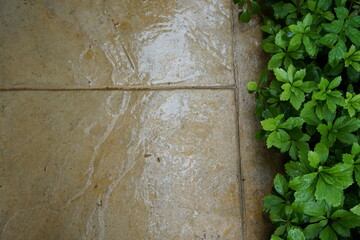 Pavimento ocre con asomo verde.