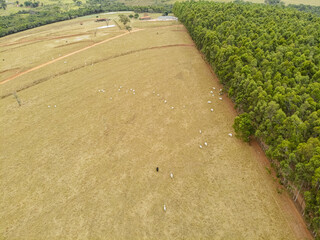 Pasture with cattle beside eucalyptus plantation