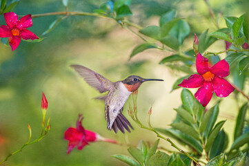 Ruby Throated Hummingbird Hovering Near Red Flowers in Louisiana Garden © Bonnie Taylor Barry 