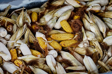heap of corn close-up lots of