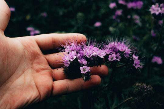 Pole facelii, kwiat facelia