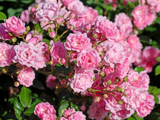 Blühende rosa Rosen im Garten