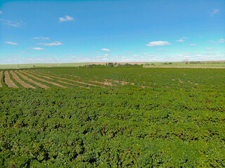 Aerial view of coffee plantation and power tower in the middle