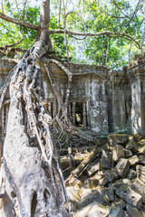 Beng Mealea temple ruins and banyan tree, the Angkor Wat style located east of the main group of temples at Angkor, Siem Reap, Cambodia.