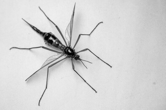 Micro Photography: Ctenophora (Dictenidia) Big scary mosquito on a white background. Pectinicornis (Tipulidae) An endangered insect species. Black and white
