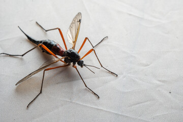 Micro Photography: Ctenophora (Dictenidia) Big scary mosquito on a white background. Pectinicornis (Tipulidae) An endangered insect species.
