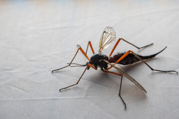 Micro Photography: Ctenophora (Dictenidia) Big scary mosquito on a white background. Pectinicornis (Tipulidae) An endangered insect species.