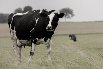 a cow on a cow pasture on a cloudy day