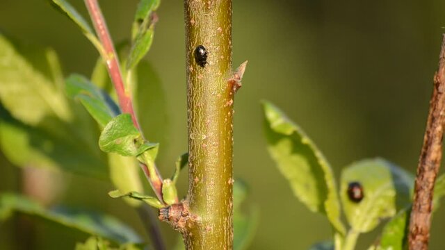 Glischrochilus quadripunctata beetle on tree stem in summer macro video