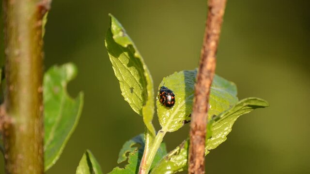 Glischrochilus quadripunctata beetle on tree stem in summer macro video