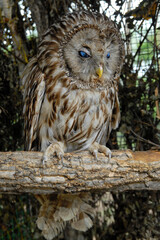Creepy Ural owl (Strix uralensis). Primorsky Krai (Primorye), Far East, Russia.