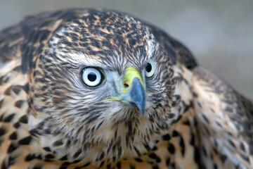 Montagu's harrier (Circus pygargus). Primorsky Krai (Primorye), Far East, Russia.