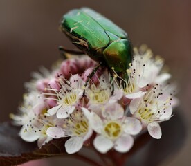 Cétoine dorée (hanneton)