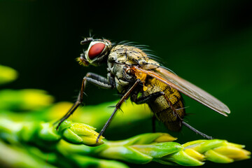 Exotic Drosophila Fruit Fly Diptera Parasite Insect on Plant on Dark Background