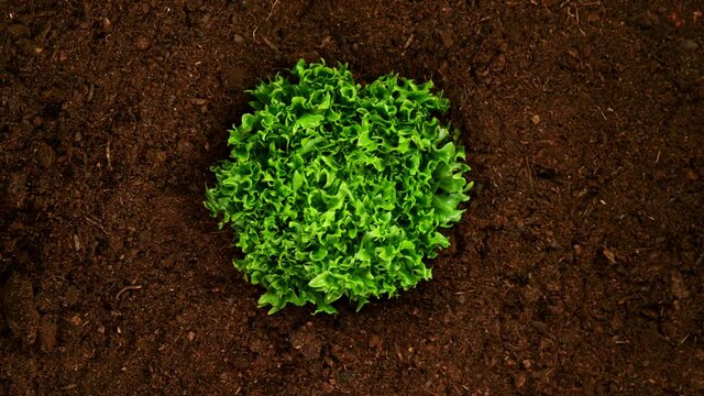 Growing fresh green lettuce in soil, top view.