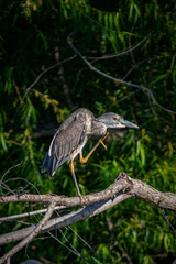 Juvenile Yellow-crowned Night-Heron scratching.