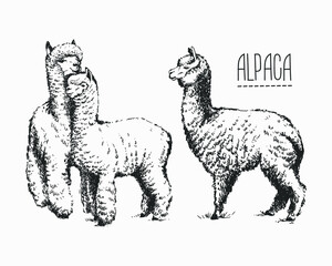 Set of sketches of llamas in graphic style, from hand drawing image. - obrazy, fototapety, plakaty