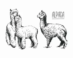 Foto auf Alu-Dibond Set of sketches of llamas in graphic style, from hand drawing image. © Vus