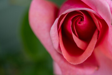 A macro image of a soft pink rose with a blurred out green background
