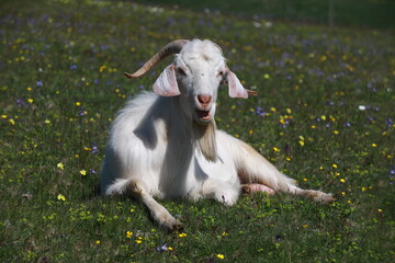 Fototapeta premium THE IMMACULATE FOOD POWER OF THE MOUNTAINS GOAT