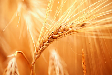 Ripe wheat. Macro image.