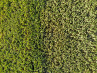 Aerial top view sugarcane field in Brazil