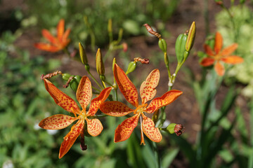 Naklejka na ściany i meble The Blackberry Lily or Leopard Lily (Belamcanda chinensis), the sole species in the genus Belamcanda, was transferred to the genus Iris and renamed Iris domestica in 2005.