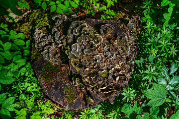 Pilze auf einem Baumstumpf