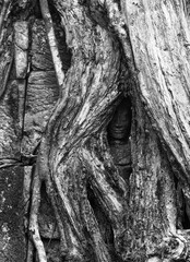 Fototapeta na wymiar Ancient carved face almost hidden by creeping fig tree near Siem Reap, Cambodia