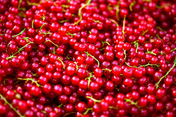 Redcurrant.Macro image.