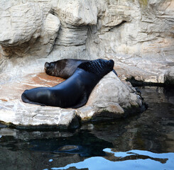Two sea lions on the rocks,