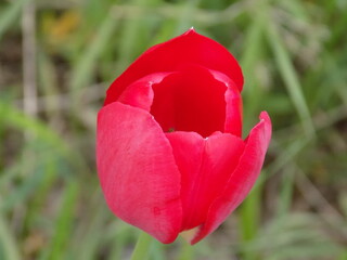 Sunny. Beautiful tulips are blooming.