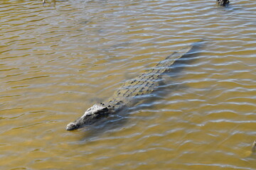 crocodile in the water