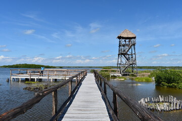 Crocodile observation point in the mangrove jungle